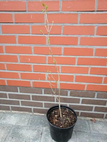 Quercus Robur Fastigiata Koster; Zuileiken in 6l pot: 15€