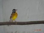 Geelbuik gors, Dieren en Toebehoren, Vogels | Overige Vogels, Mannelijk, Tropenvogel, Geringd