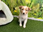 Australische Herder pups, Dieren en Toebehoren, Honden | Herdershonden en Veedrijvers, België, 8 tot 15 weken, CDV (hondenziekte)