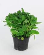 Bio citroenmelisse kruiden plant in pot., Tuin en Terras, Planten | Tuinplanten, Ophalen, Vaste plant, Kruiden, Volle zon