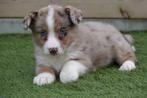 Prachtige Welsh Corgi Cardigan pups (ouders aanwezig), Dieren en Toebehoren, Honden | Herdershonden en Veedrijvers, België, Overige rassen