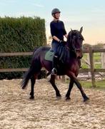 14j merrie betuigd en bereden, Dieren en Toebehoren, Paarden, Merrie