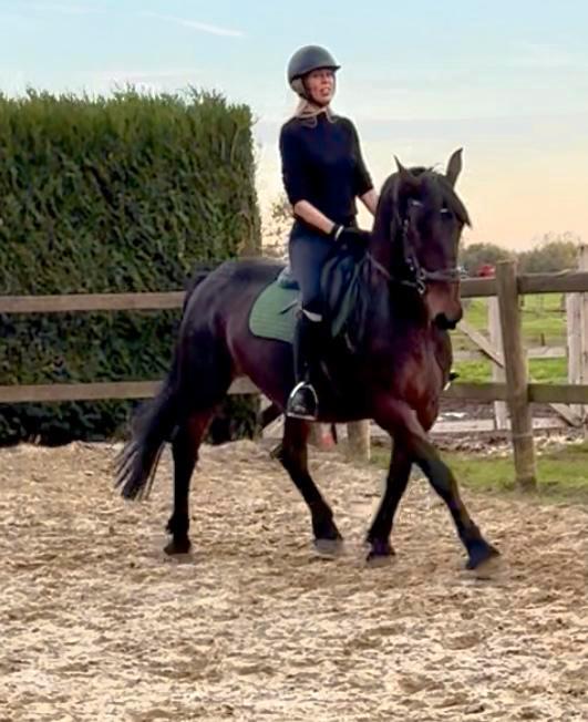 14j merrie betuigd en bereden, Dieren en Toebehoren, Paarden, Merrie