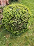 buxus klein, Ophalen, Buxus, Struik, Minder dan 100 cm