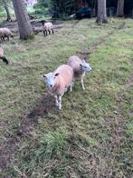 Ram en ooilam, Dieren en Toebehoren, Schapen, Geiten en Varkens