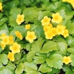 Waldsteinia ternata, Ophalen, Halfschaduw