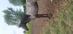 Sportpony te koop colorit z x zapatero vdl, Gechipt, Springpony, 0 tot 2 jaar, Onbeleerd