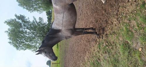 Sportpony te koop colorit z x zapatero vdl, Dieren en Toebehoren, Pony's, Merrie, Onbeleerd, E pony (1.48m - 1.57m), Springpony