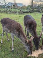 Herten, Dieren en Toebehoren, Juni