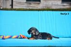 Prachtige Teckel pupje, Dieren en Toebehoren, Honden | Teckels en Dashonden, België, CDV (hondenziekte), 8 tot 15 weken, Korthaar
