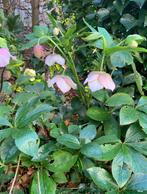 Helleborus vaste tuinplant roze bloemen, Tuin en Terras, Planten | Tuinplanten, Halfschaduw, Vaste plant, Ophalen of Verzenden