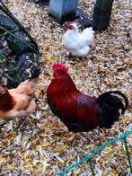 Welsumer haan, Dieren en Toebehoren, Pluimvee