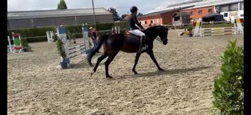 Mooie merrie 6 jaar dressuur/jumping beschikbaar voor biedingen