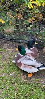 Hollandse kwakers, Dieren en Toebehoren, Mannelijk, Eend