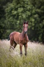 Zangersheide merrieveulen, Dieren en Toebehoren, Paarden, Merrie, Springpaard, 0 tot 2 jaar, Onbeleerd