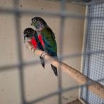 KOPEN OF RUILEN TEGEN MIJ PASSEND KOPPEL PYRRHURA MOLINEA, Dieren en Toebehoren, Vogels | Parkieten en Papegaaien, Meerdere dieren