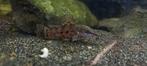 Megalechis thoracata, Dieren en Toebehoren, Vissen | Aquariumvissen, Vis, Zoetwatervis, Schoolvis