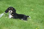Cavalier King Charles spaniel pups, Dieren en Toebehoren, België, 8 tot 15 weken, CDV (hondenziekte), Meerdere