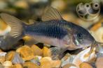 Corydoras brown