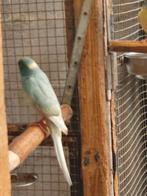 Grijs ( misty) en blauwgezoomd kakariki 25, Perruche, Bagué