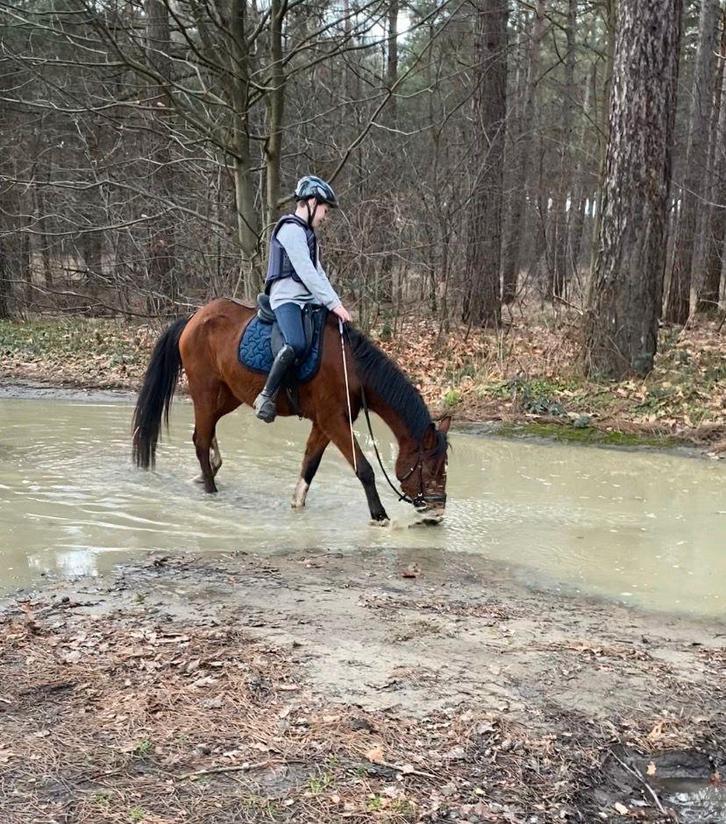 D pony, Dieren en Toebehoren, Pony's