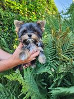 Yorkshire terrier reutje, Yorkshire Terriër, België, Reu, CDV (hondenziekte)