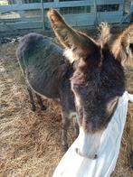 Ezel, Dieren en Toebehoren, Schapen, Geiten en Varkens