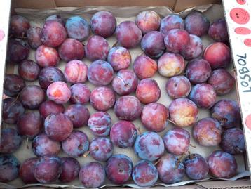 Prunes rouges beschikbaar voor biedingen