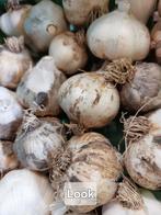 Witte look - plantgoed, Tuin en Terras, Ophalen