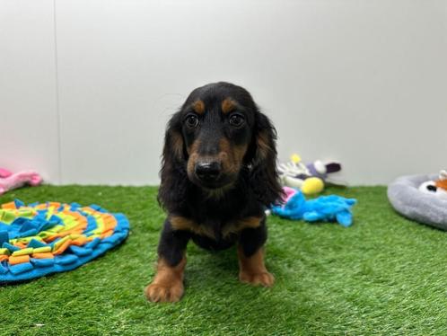 Teckel puberpup, Dieren en Toebehoren, Honden | Teckels en Dashonden, Reu, Langhaar, Standaard, Fokker | Professioneel, Eén hond