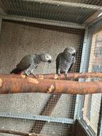 Couple gris du Gabon
