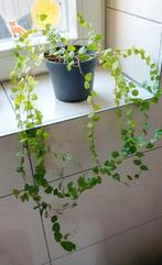 Mooie hangplant 70cm lang, Ficus Pumila, Huis en Inrichting, Kamerplanten, Ophalen, Ficus