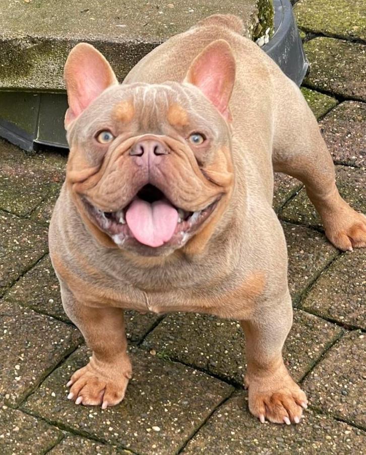 Isabella cherrytan franse bulldog dekreu, Dieren en Toebehoren, Honden | Bulldogs, Pinschers en Molossers, Reu, Bulldog, Fokker | Hobbymatig
