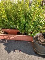 Ligustrum, Tuin en Terras, Ophalen, Zo goed als nieuw