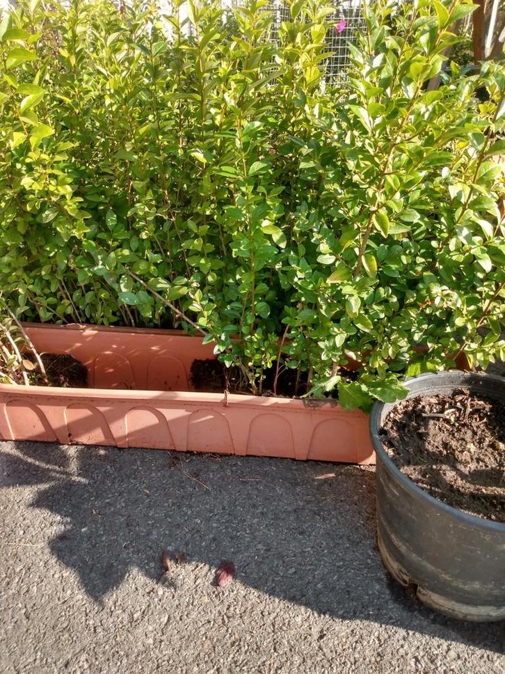 Ligustrum, Tuin en Terras, Bloembakken en Plantenbakken, Zo goed als nieuw, Ophalen