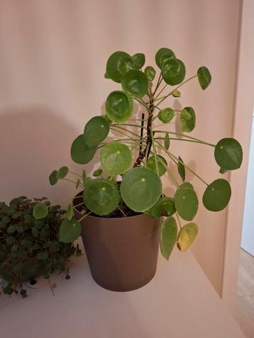 Pannenkoekenplant  beschikbaar voor biedingen