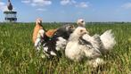 Jonge tamme Cochin kriel kippen hennen gesekst en ingeënt, Kip, Vrouwelijk