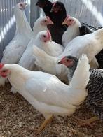 blanc livorgne a partir de 11 euro 0499/082381, Animaux & Accessoires, Femelle, Poule ou poulet