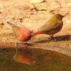 Vuurvinken, Dieren en Toebehoren, Geringd