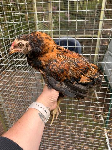 Araucana haantje beschikbaar voor biedingen