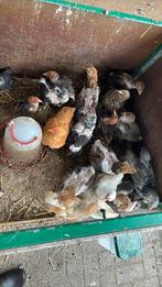 Brahma en cochin kuikens te koop, Dieren en Toebehoren, Pluimvee