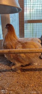 Cochin kriel hennekes, Dieren en Toebehoren, Pluimvee