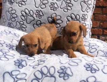 teckel x pomeriaan pups dachspommy teefjes