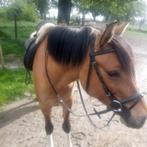 Recreatie pony, Dieren en Toebehoren, M, 7 tot 10 jaar, Tuigpony, D pony (1.37m tot 1.48m)