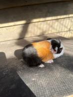 cavia beer te koop, September, Mannelijk, Cavia