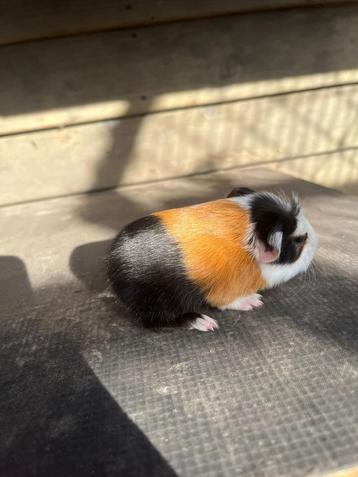 cavia beer te koop beschikbaar voor biedingen