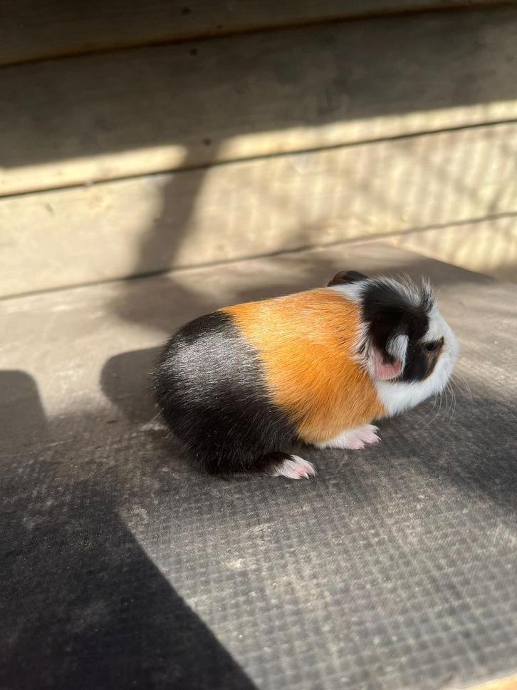 cavia beer te koop, Dieren en Toebehoren, Knaagdieren, Mannelijk, Cavia, September
