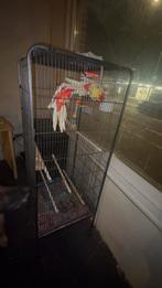 Mooi vogel kopeltje rosella, Ophalen, Zo goed als nieuw