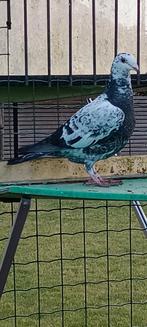 3 duiven, Dieren en Toebehoren