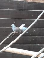 Diamantduifjes, Mâle, Oiseau tropical